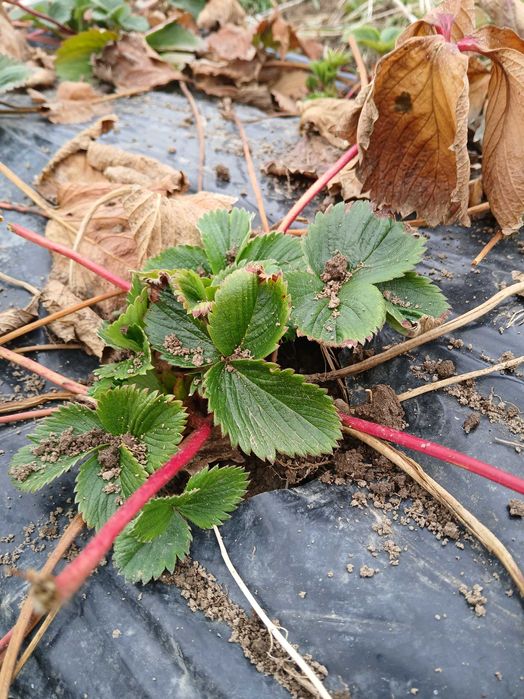 Продавам качествен Разсад ягоди