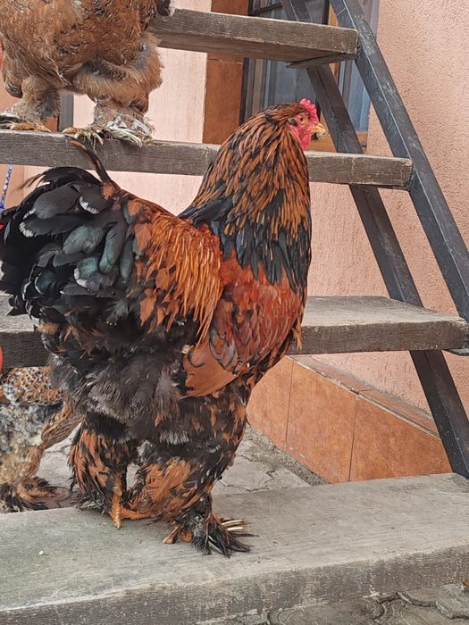 Cocoși Brahma 10 luni