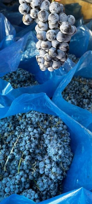 Vând struguri de vin calitate foarte bună Othel și roșioară