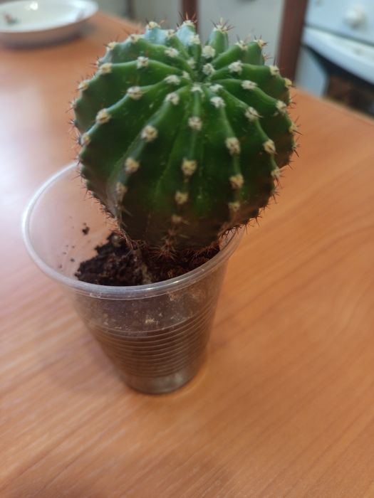 Кактусы с жёсткими колючками