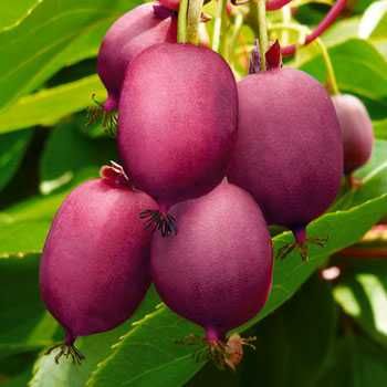 Червено киви - Налични 4 сорта Студоустойчиви