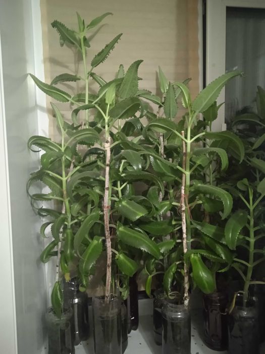 Каланхоэ от насморка