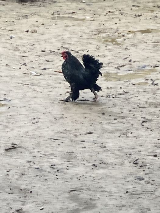 Японский петух еще молодой