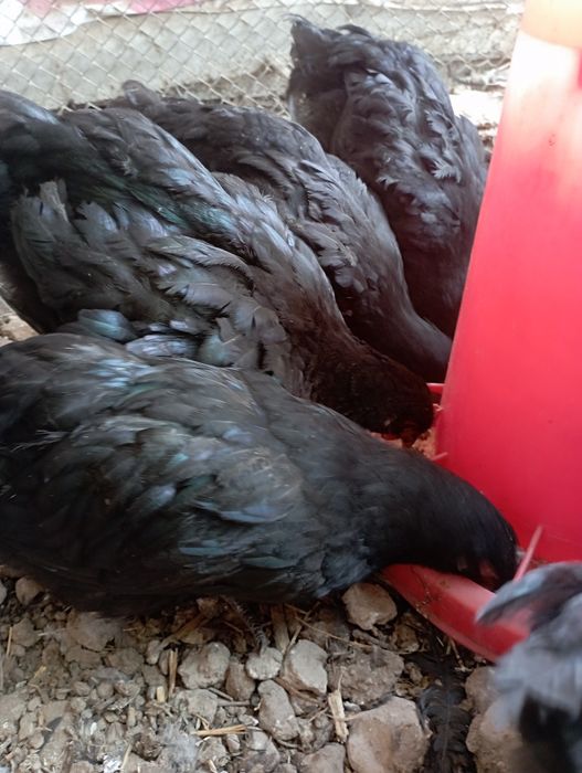 2.5 ойли жужала сотилади