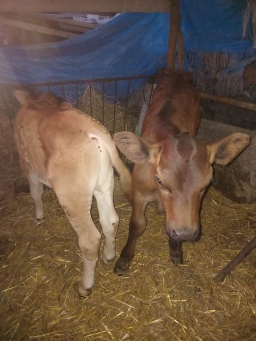 Vând viței semiînțărcați și de lapte