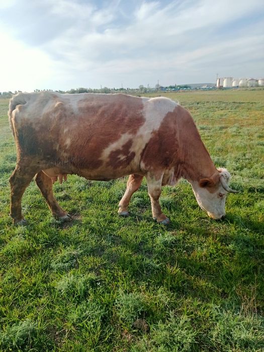 Сименталь сиыры сатылады