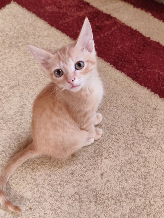Котёнок мальчик ищут дом