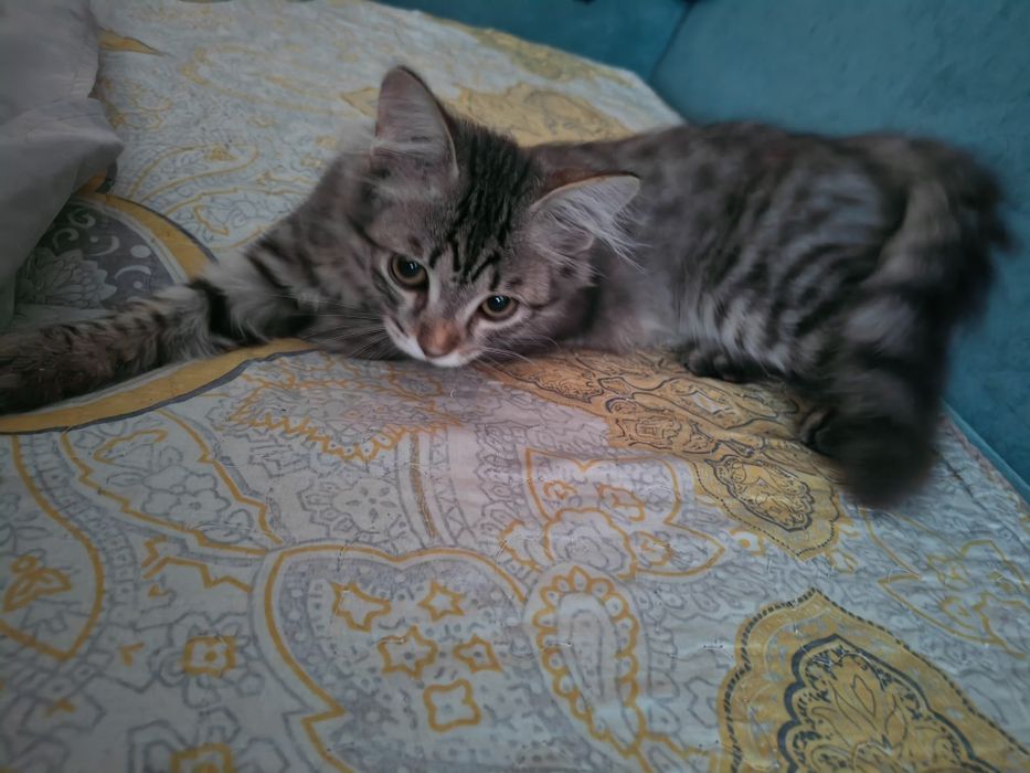 Кошку в хорошие руки