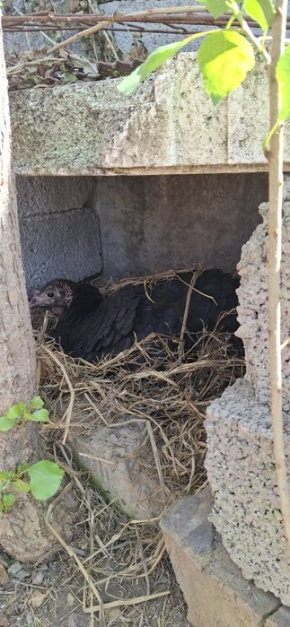 Kurka, tovuq jojalari bor domashniy sotiladi