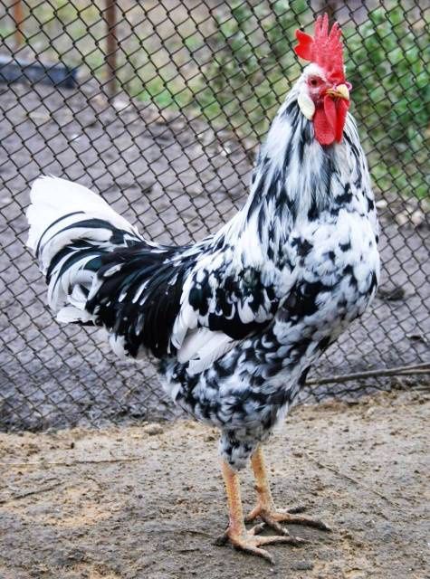 Leggorin tuhum va jo'jalari sotiladi