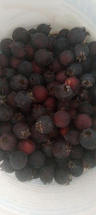 Продам свежую иргу