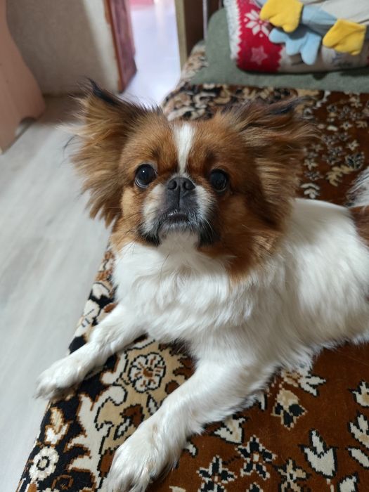 Лёня ищет себе невесту, японский-хин