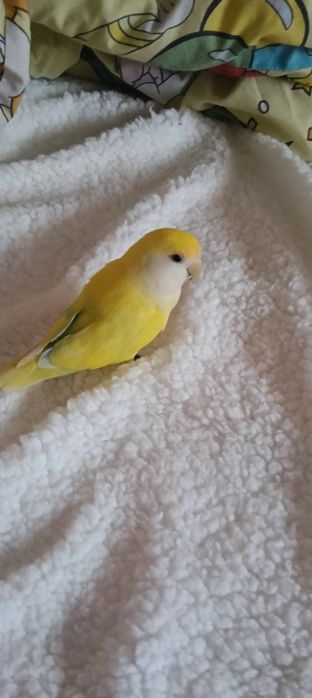 Papagal agapornis Roseicollis galben