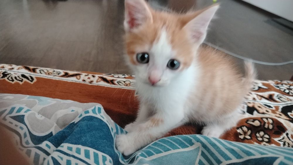 Одам кота в добрые руки