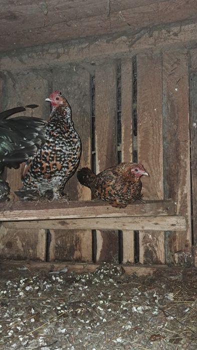 Vand gaini mii de flori!