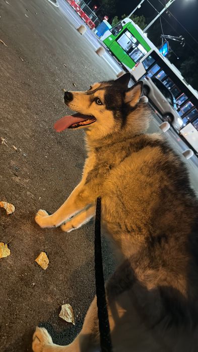 Cazare și Îngrijire Animale – Harmony Pets, zona Tineretului