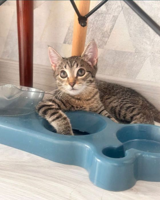 Отдам котенка девочка 5 месяцев