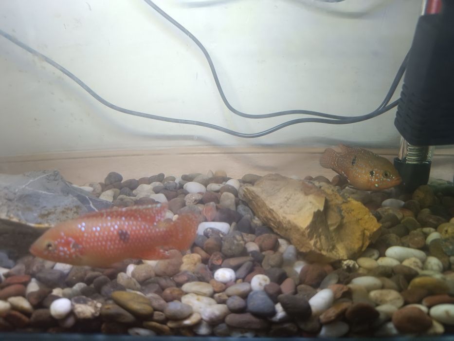 Аквариум сотилади