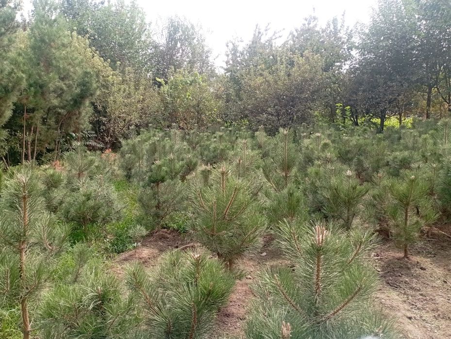 Qirim archa sotiladi