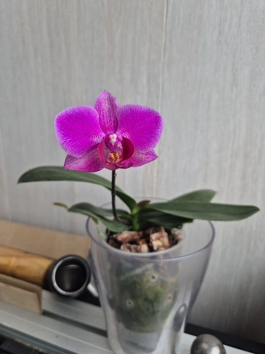 Орхидея Фаленопсис