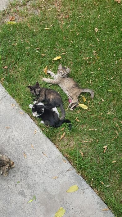 Отдам бесплатно котят