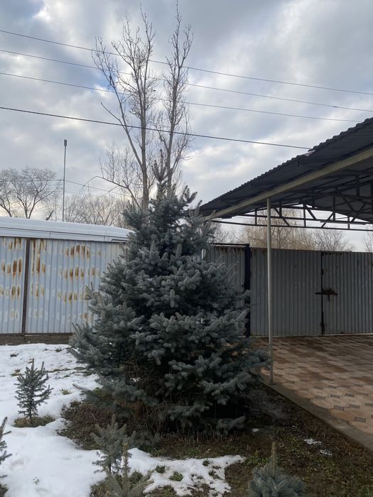 Ёлки Шыршалар