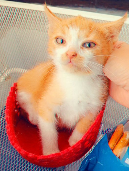 Adoptie pui de pisica roscat Dumitrel