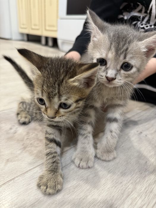 Отдам котят даром