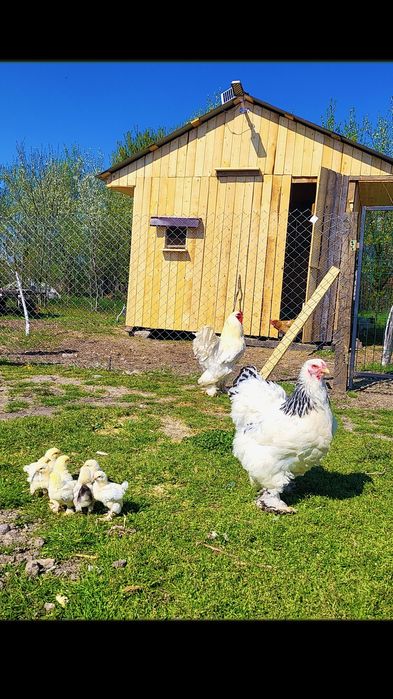 Familie gaini Brahma