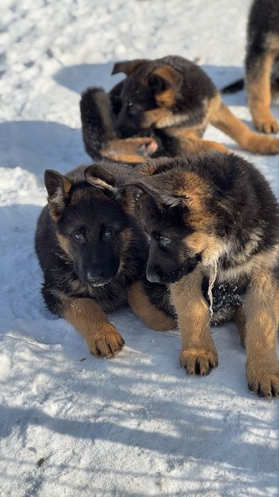 Щенки немецкой овчарки
