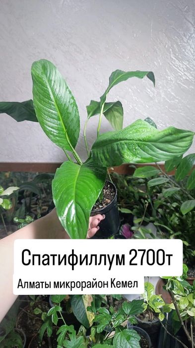 Комнатные растения