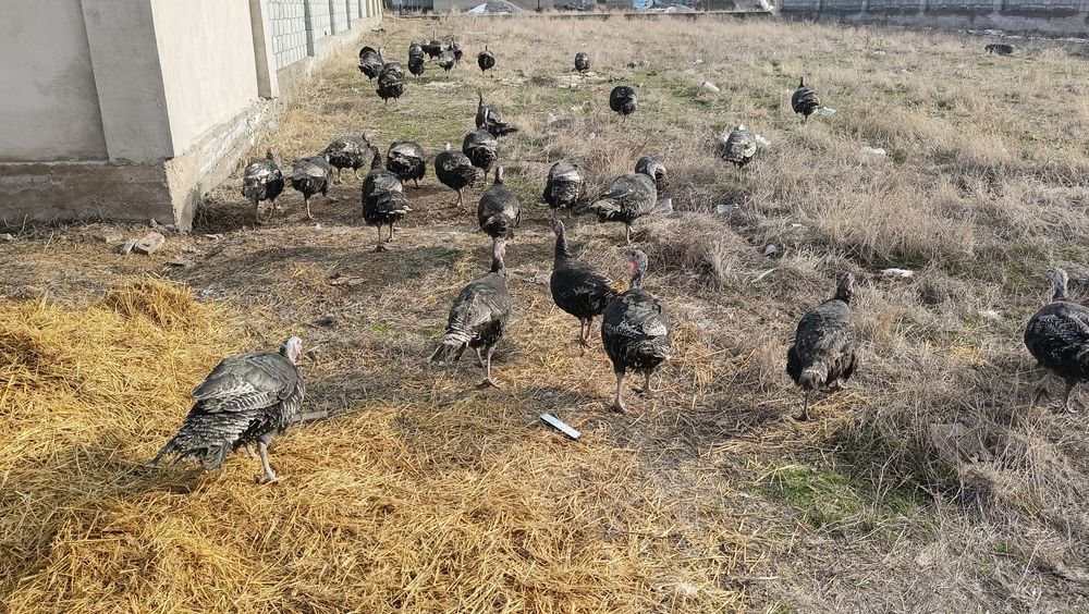 яйцо индеек бронзо 708 франсуз