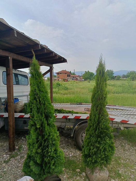 Западна туя смарагд от 0,50м до 2,50м Фастигиата 1,50м