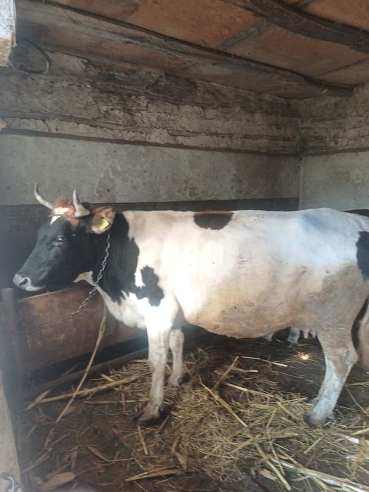 Vaca este gestanta in 8 luni
