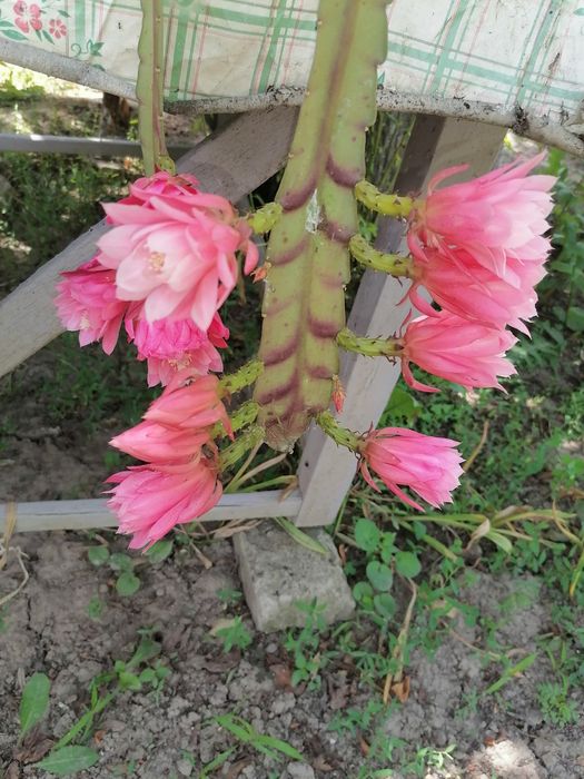 Кактусы различные