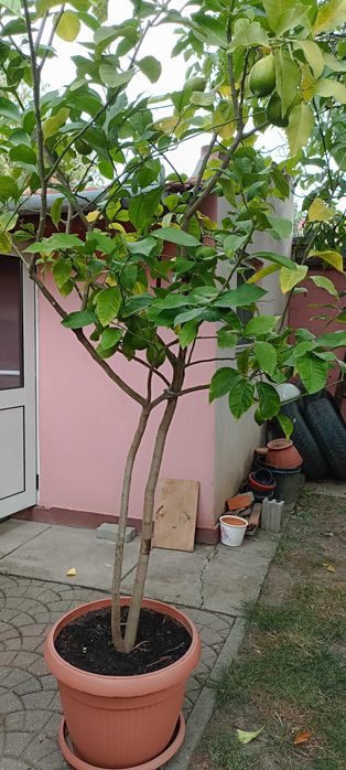 Vand lamai altoiti, cu fructe