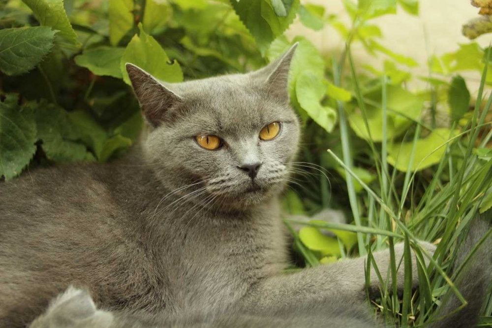 Продаются котята скоттиш-страйт