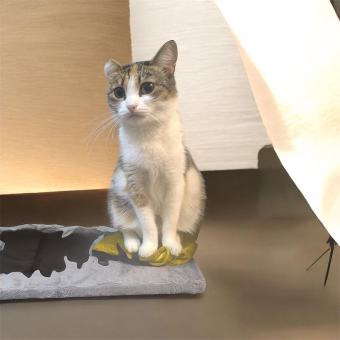 Кошечка в добрые руки