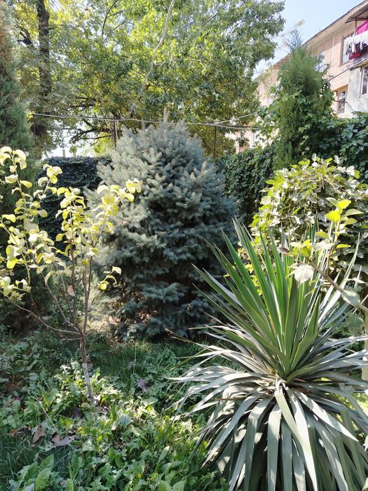 Голубой йел арча сотилади. 2.5   3 метр чикади.