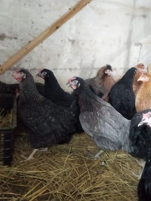 Продам куры домашние