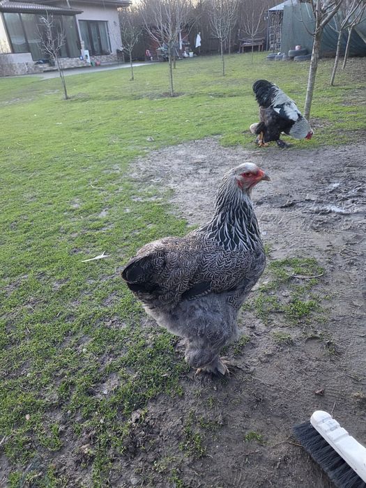 Găini și Cocoși Brahma  150 ,,,250. Lei in funcție de pasăre