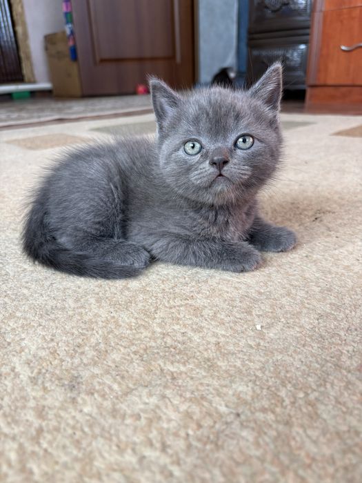 Продам котенка ( мальчик)