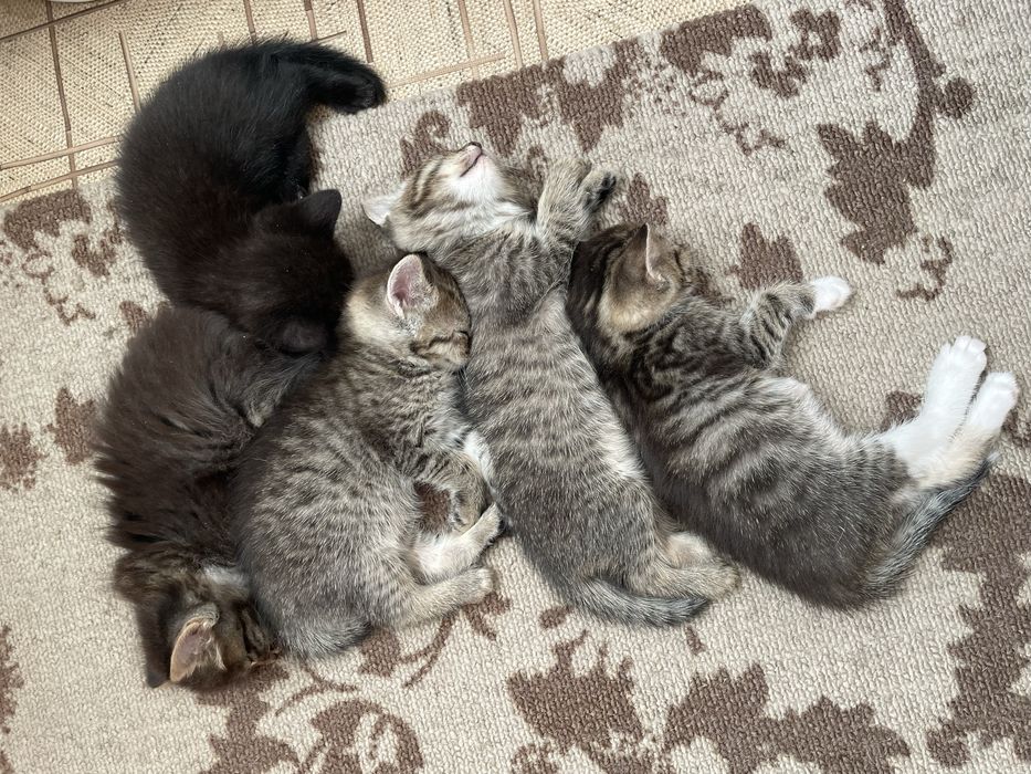 Котята в добрые руки