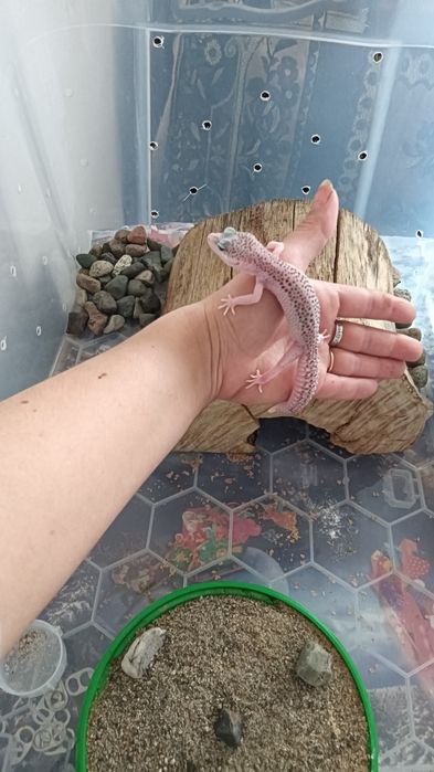 Леопардовый гикон