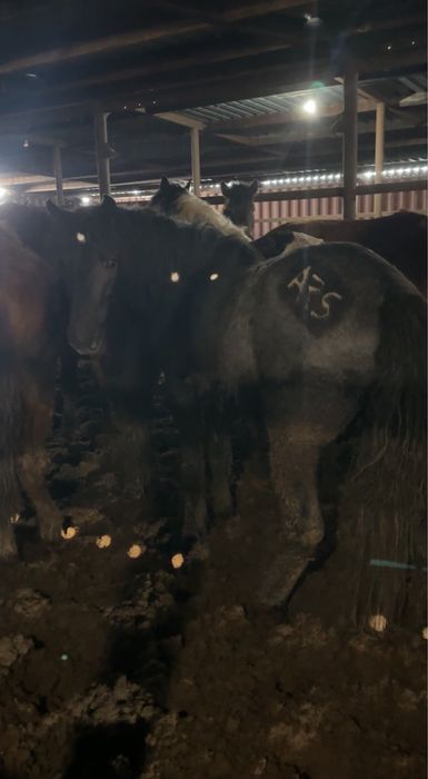 Кара айгыр джабы