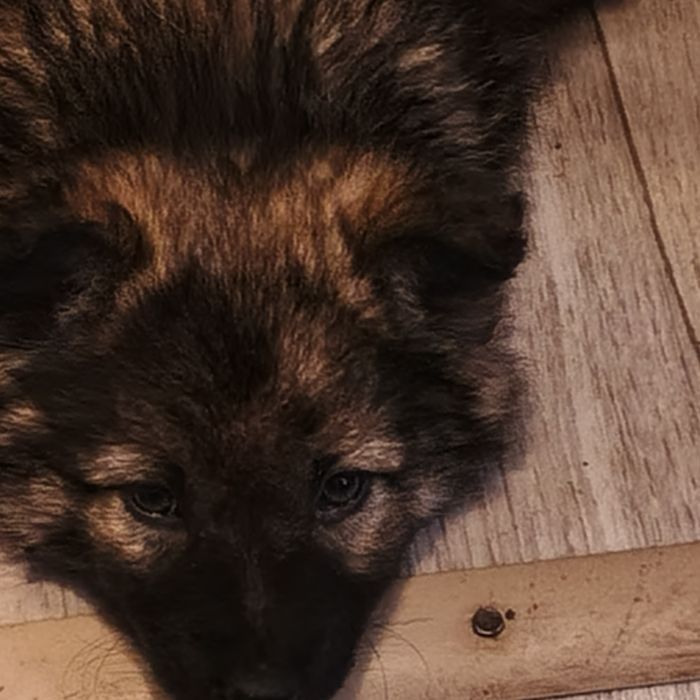 Отдам щенка в хорошие добрые руки