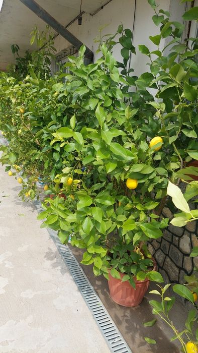 Продавам лимоново  дръвче"био"