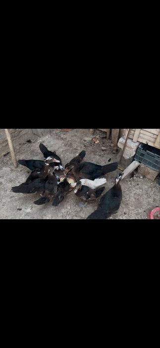 Indiskiy va gibrid ordaklar sotiladi