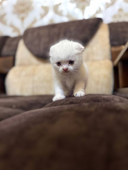 Кошка  скоттиш страйт