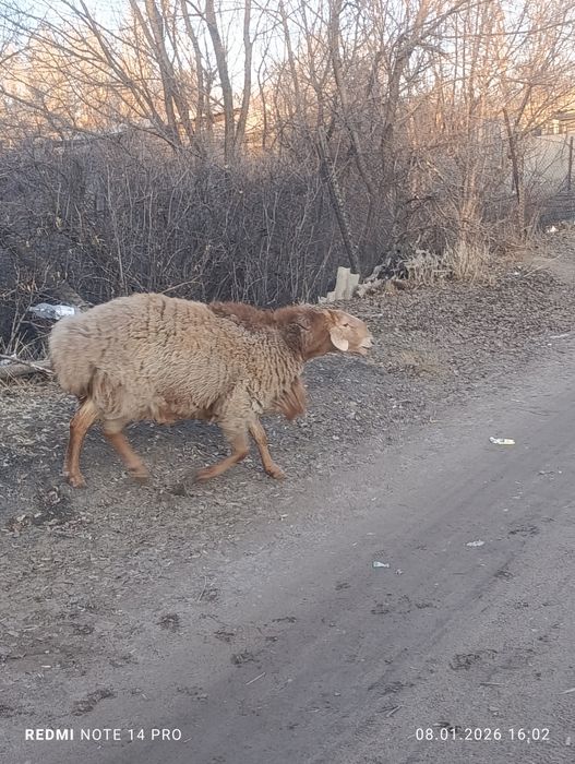 Продам двух кошкаров